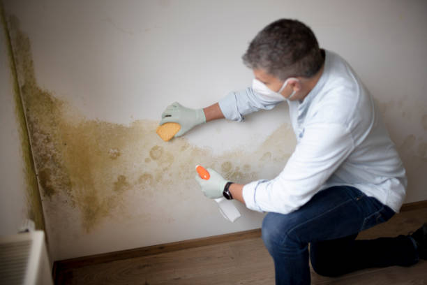 Best Mold-Related Health Consultation  in Devola, OH