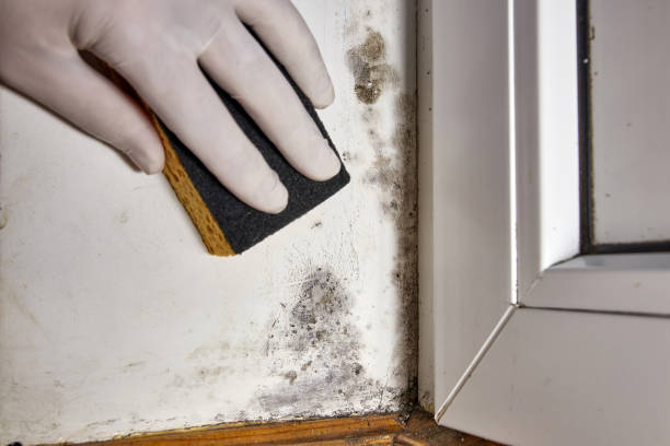 Professional Mold Removal in Devola, OH